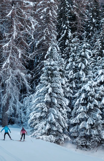 Wald, Loipe, Schnee, Himmel, Langläufer/In