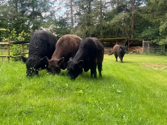 Rotkäppchen Galloway Beef