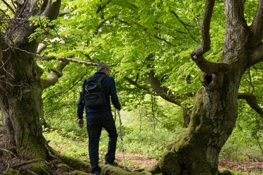 Wandern durch bizarre Laubwälder