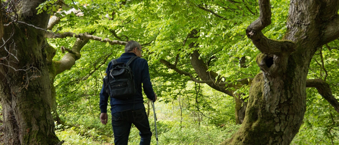 Wandern durch bizarre Laubwälder