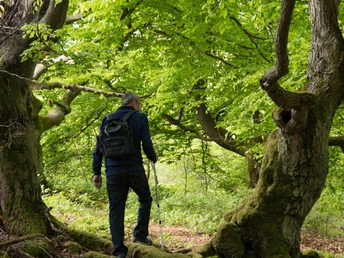 Wandern durch bizarre Laubwälder