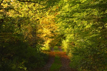 Herbstlicher Waldweg am Urwaldsteig Edersee