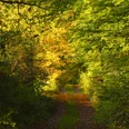 Herbstlicher Waldweg am Urwaldsteig Edersee