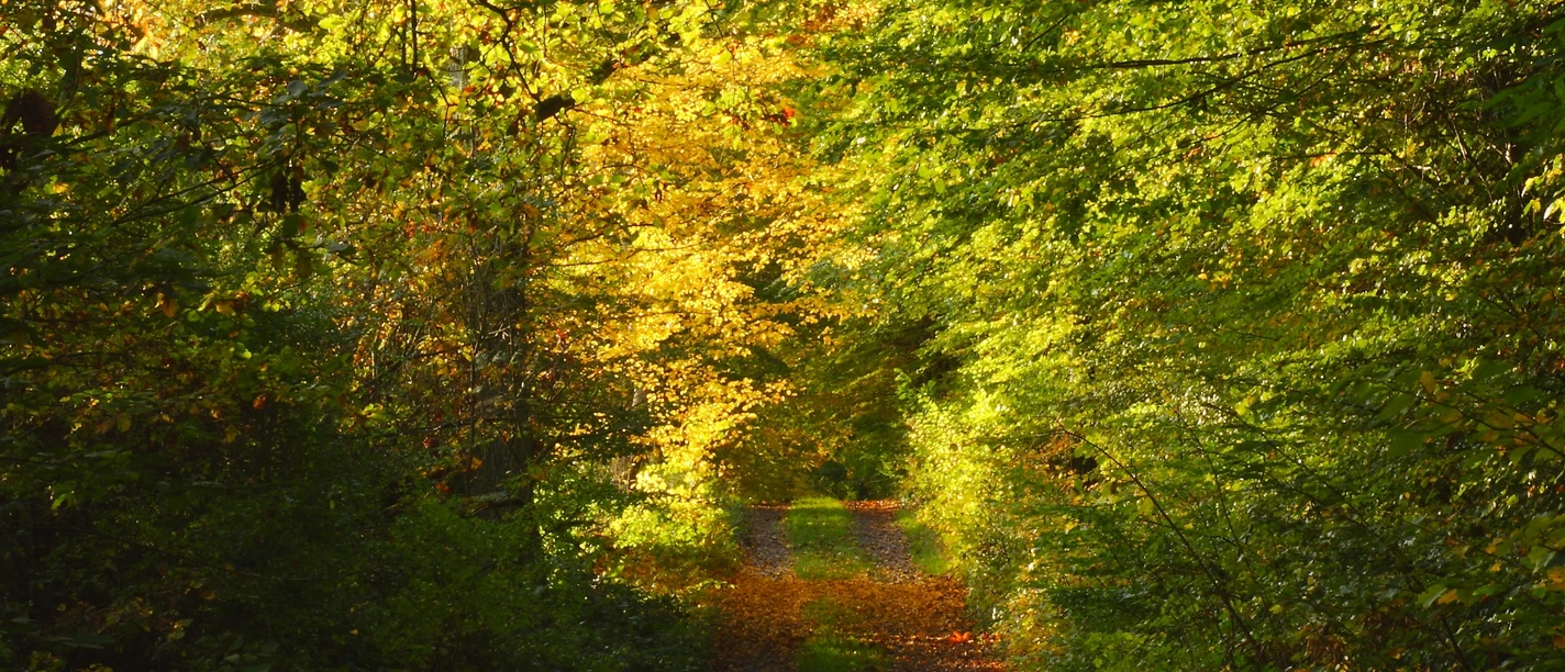 Herbstlicher Waldweg am Urwaldsteig Edersee