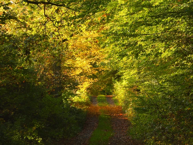 Herbstlicher Waldweg am Urwaldsteig Edersee