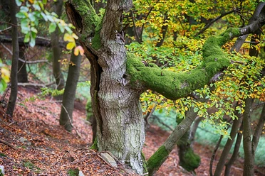 Urig gewachsene Buchen auf dem Urwaldsteig Edersee