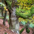 Urig gewachsene Buchen auf dem Urwaldsteig Edersee