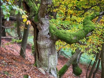 Urig gewachsene Buchen auf dem Urwaldsteig Edersee