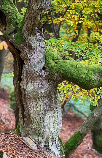Urig gewachsene Buchen auf dem Urwaldsteig Edersee