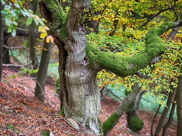 Urig gewachsene Buchen auf dem Urwaldsteig Edersee