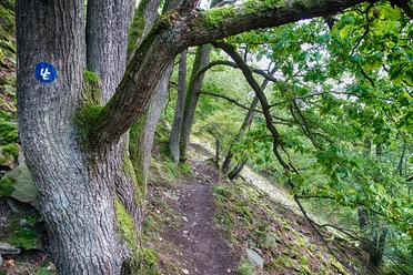 Schmaler Pfad mit Eiche am Urwaldsteig Edersee