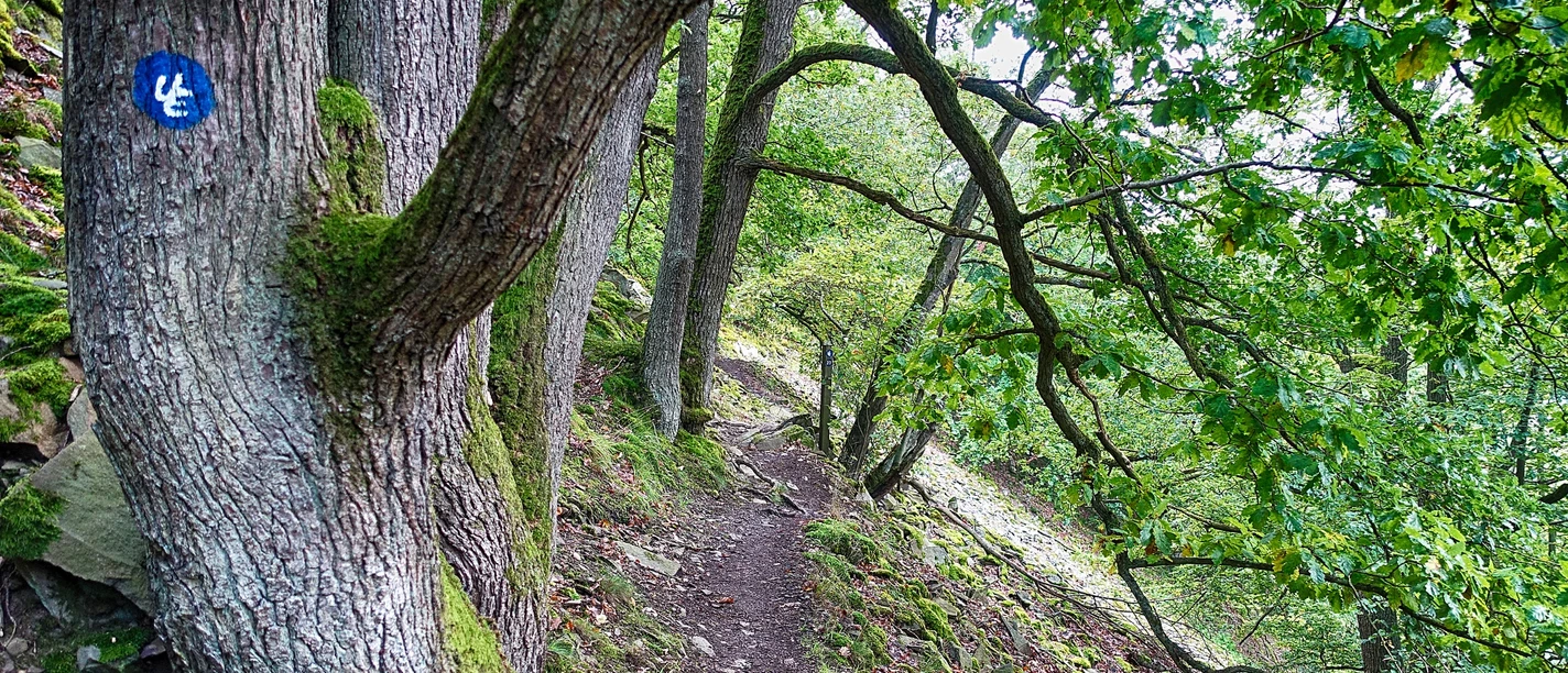 Schmaler Pfad mit Eiche am Urwaldsteig Edersee