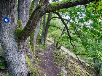 Schmaler Pfad mit Eiche am Urwaldsteig Edersee