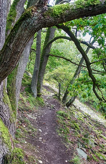 Schmaler Pfad mit Eiche am Urwaldsteig Edersee