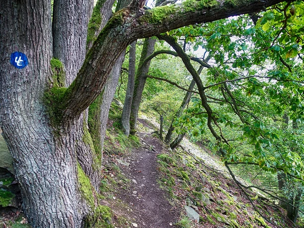 Schmaler Pfad mit Eiche am Urwaldsteig Edersee