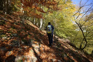 Herbstliche Wanderstimmung auf schmalen Pfaden am Urwaldsteig Edersee