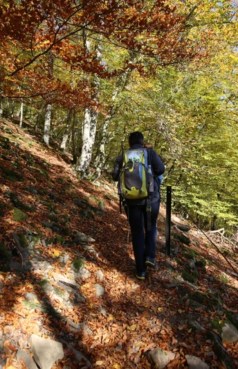 Herbstliche Wanderstimmung auf schmalen Pfaden am Urwaldsteig Edersee