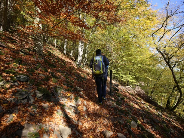 Herbstliche Wanderstimmung auf schmalen Pfaden am Urwaldsteig Edersee