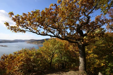 Wunderbarer Ausblick auf dem Edersee im Herbst am Urwaldsteig Edersee