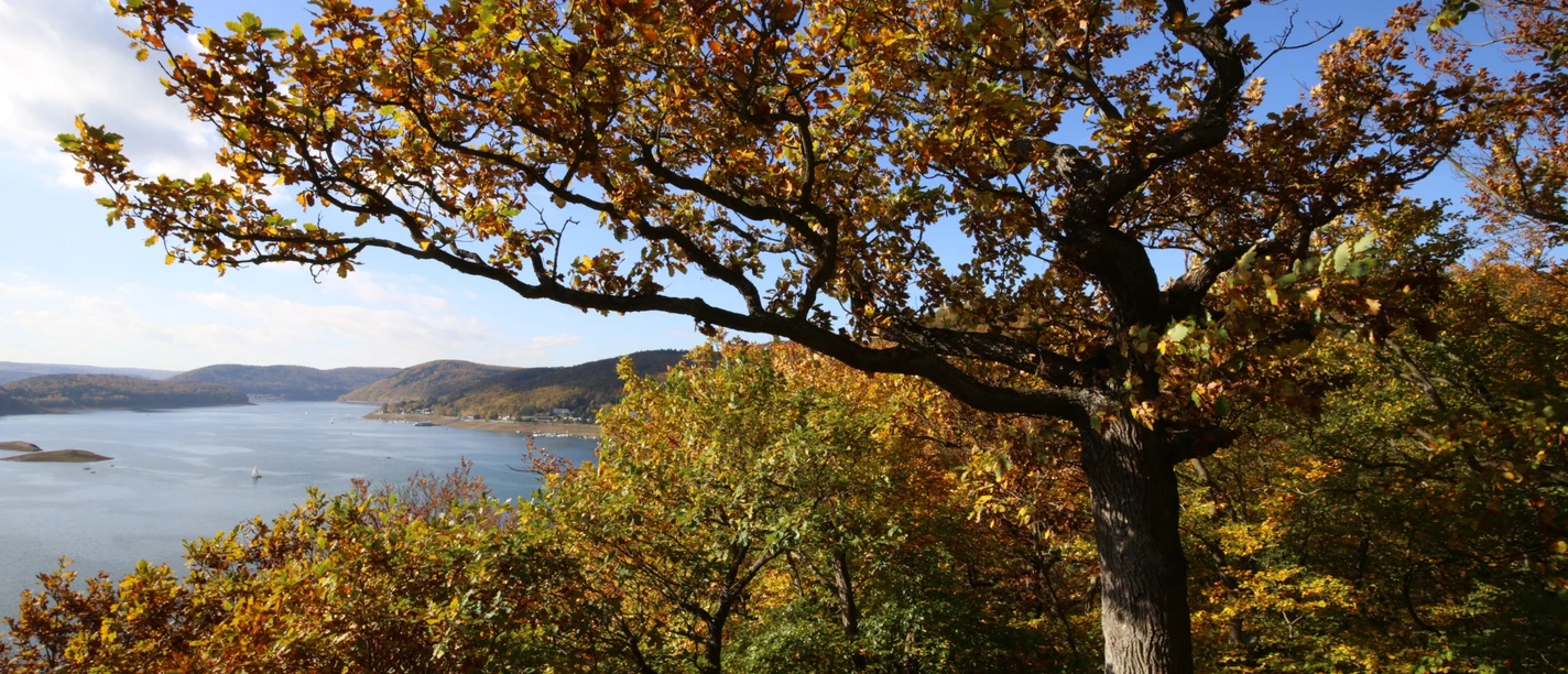 Wunderbarer Ausblick auf dem Edersee im Herbst am Urwaldsteig Edersee