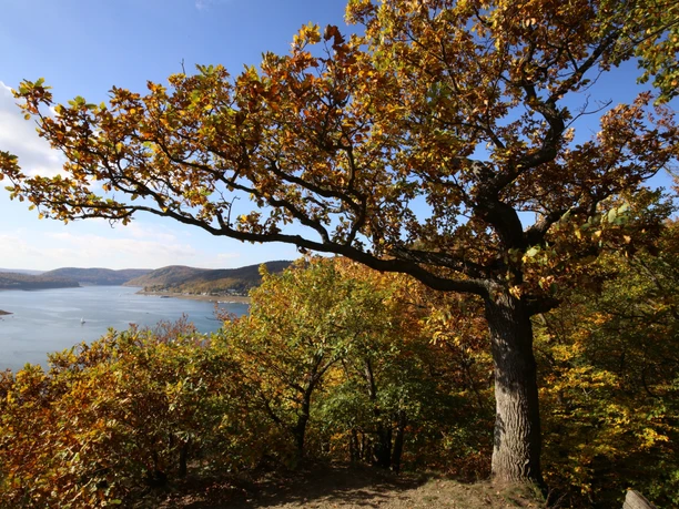 Wunderbarer Ausblick auf dem Edersee im Herbst am Urwaldsteig Edersee