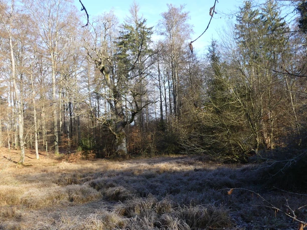 Der See bzw. das Moorgebiet rund um den Totenpfuhl