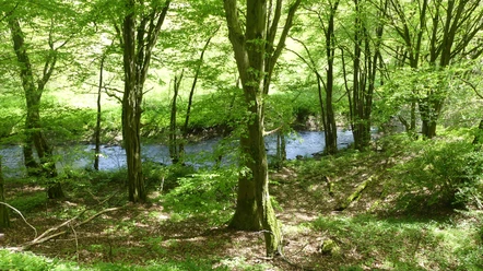 Urfftal bei Bergfreiheit im Frühjahr