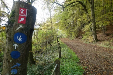 Kellerwald- und Urwaldsteig