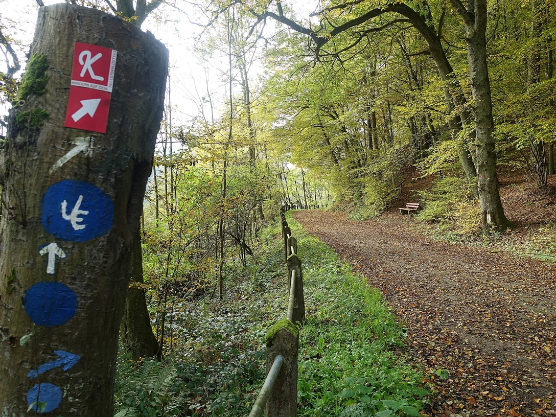 Kellerwald- und Urwaldsteig