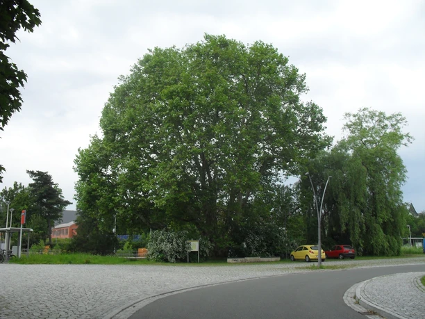 Platane Ronneburg