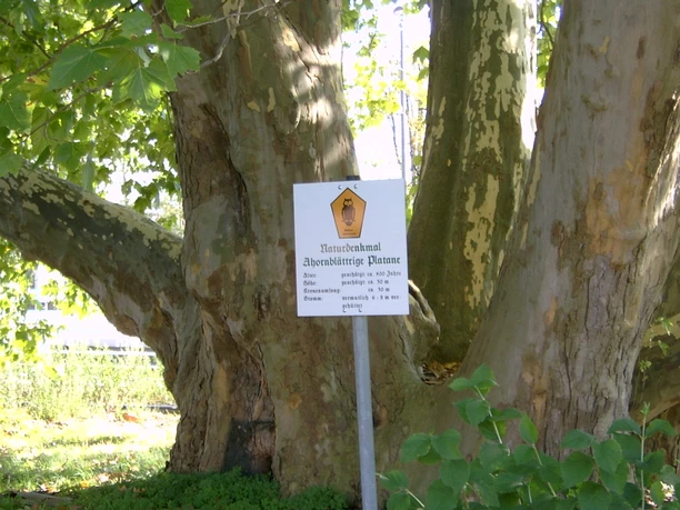 Platane Ronneburg Platane Ronneburg