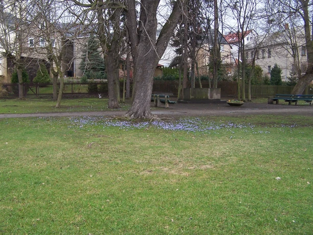 Frühblüher in den Anlagen