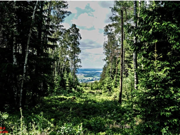 Blick vom Hirschenstein auf das Kirchberger Granitgebiet