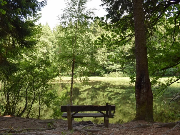 Buschmühlenteich im Abtwald zwischen Gelenau und Burkhardtsdorf