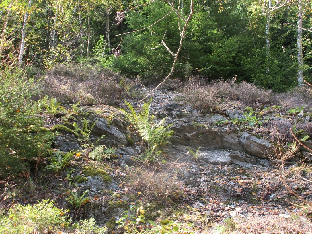 Phyllit Aufschluss Talsperre Falkenstein