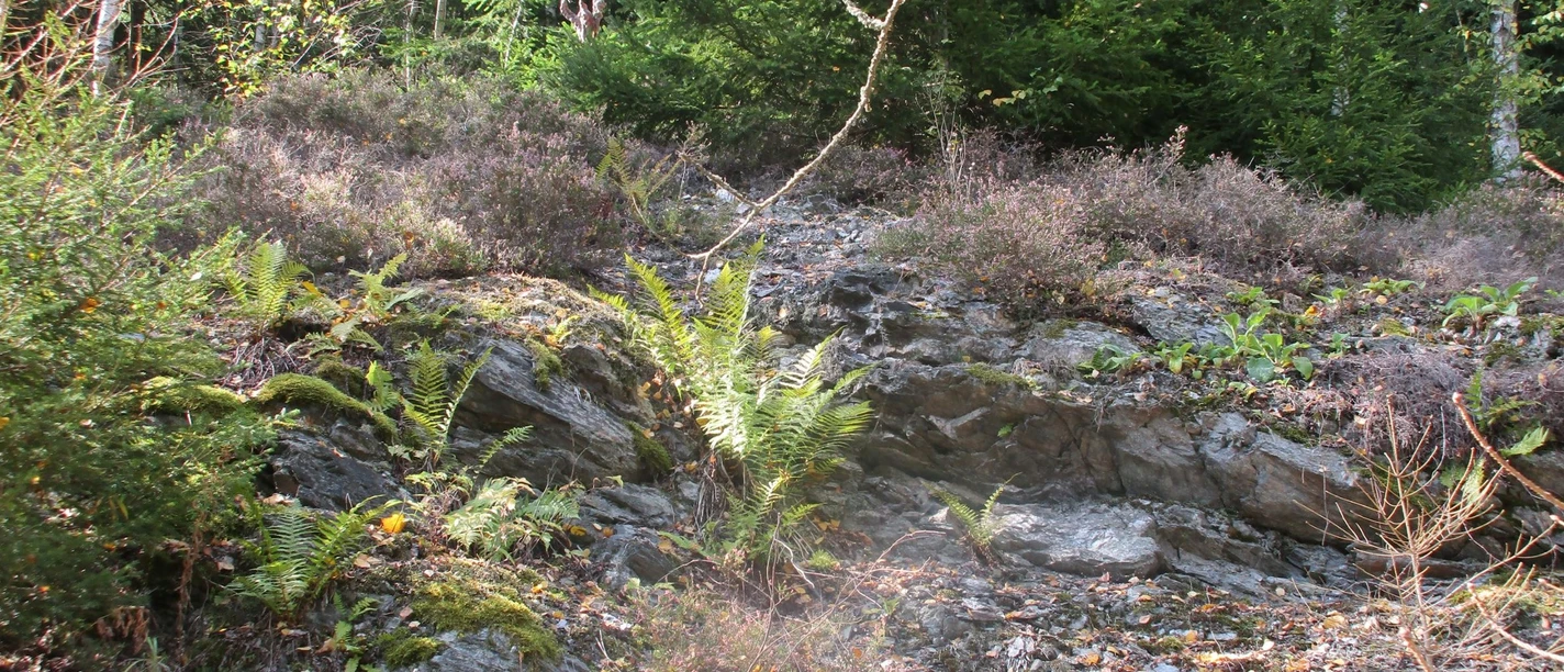 Phyllit Aufschluss Talsperre Falkenstein