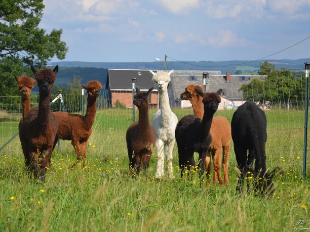 Vogtland Alpakas