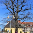 Eichplatz Auma