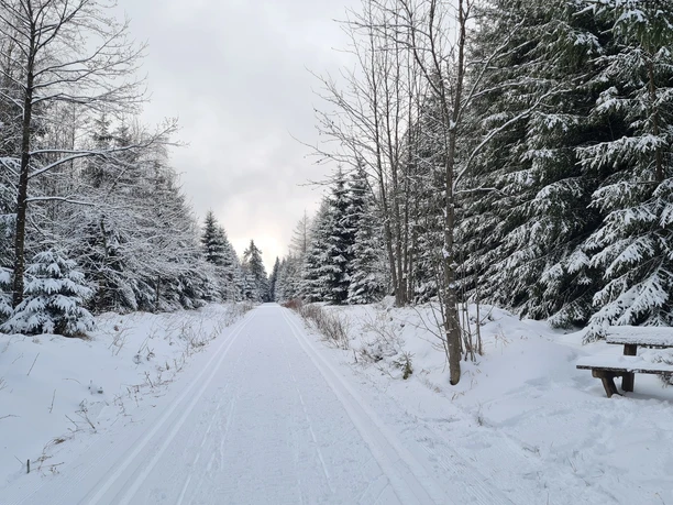 Waldweg Carlsfeld Richtung Schneehübel