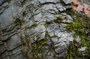 Der Phyllitfelsen am Felsenweg 5 Ellefeld – ein Zeitzeuge vom Rand des Urkontinentes Gondwana