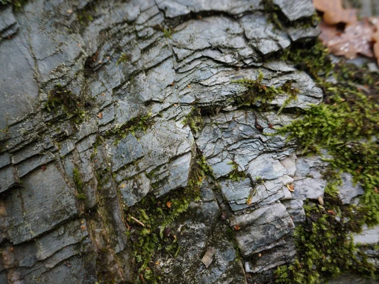 Der Phyllitfelsen am Felsenweg 5 Ellefeld – ein Zeitzeuge vom Rand des Urkontinentes Gondwana