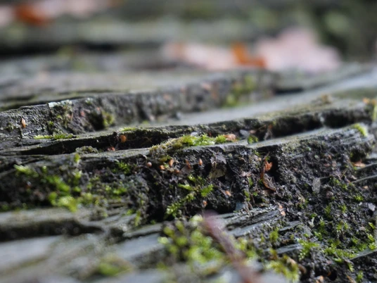 Der Phyllitfelsen am Felsenweg 5 Ellefeld - ganz nah dran