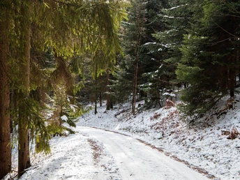 Wandern auf geräumten Winterwanderwegen