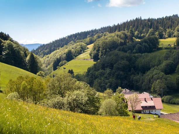 Wandern auf dem Premiumweg Wiesensteig in Bad Peterstal-Griesbach