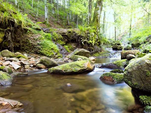 Das Ufer der Wilden Rench, erster Teilabschnitt des Wiesensteigs