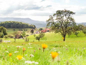 Der Wiesensteig am Hochplateau "Breitenberg"