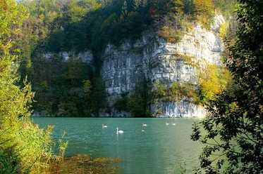 Wichelsee mit Schwänen