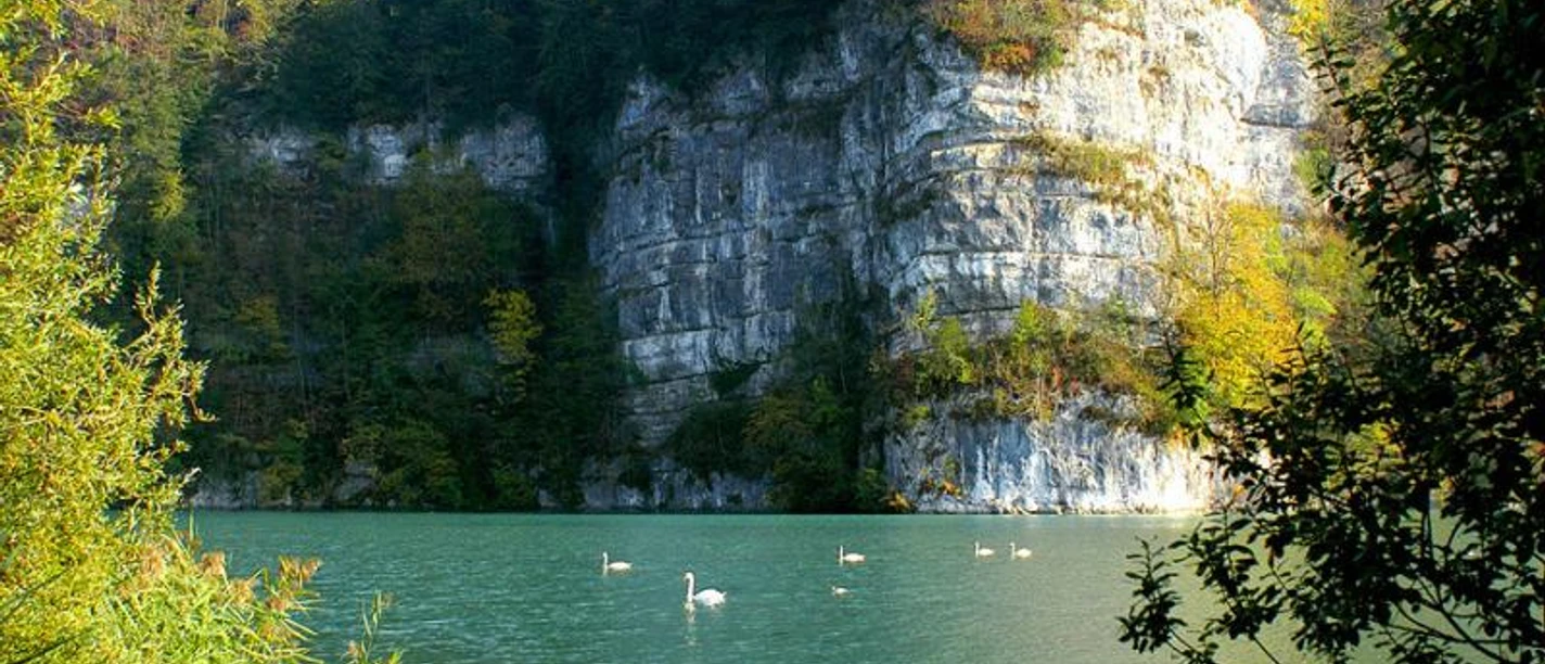 Wichelsee mit Schwänen