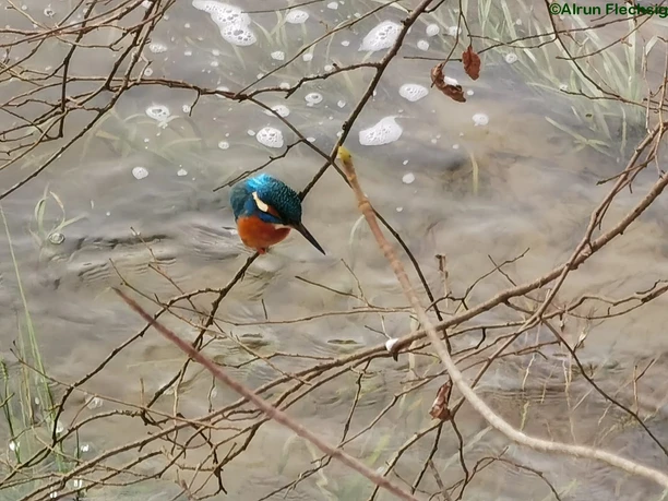 Eisvogel