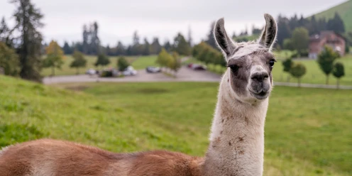 Triff tierische Freunde auf der Seebodenalp
